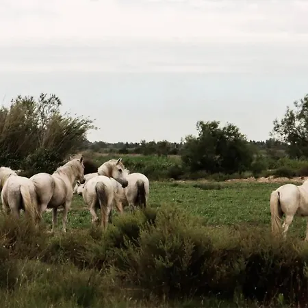 En Camargue