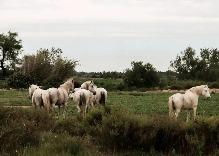 En Camargue